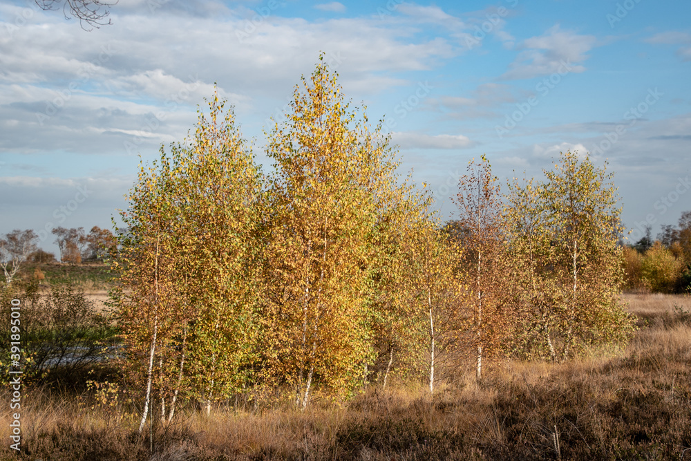 Birch trees in autumn forest with yellow leaves on the ground. Calm motley background with autumn birches, black and white trunks, yellow foliage, leafy ground Birch trees in autumn forest with yellow leaves on the ground. Calm motley background with autumn birches, black and white trunks, yellow foliage, leafy ground