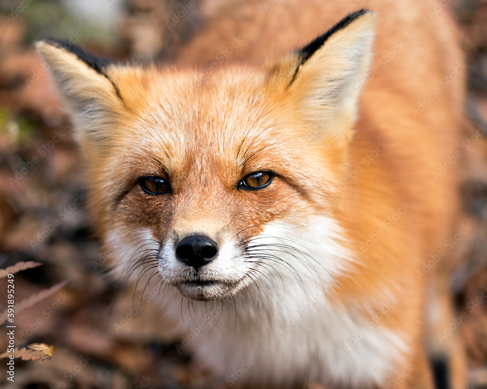 Red Fox photo stock. Red Fox head close-up with a blur background in its environment and habitat, displaying  fox fur. Fox head shot. Fox image. Fox picture. Fox portrait.