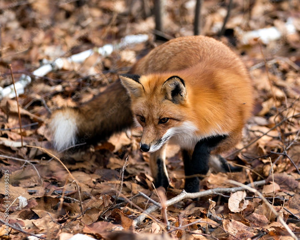 Fototapeta premium Red Fox photo stock. Red Fox in the forest foraging with blur background, autumn brown leaves in its environment and habitat, displaying fox tail, fox fur. Fox image. Fox picture. Fox portrait.