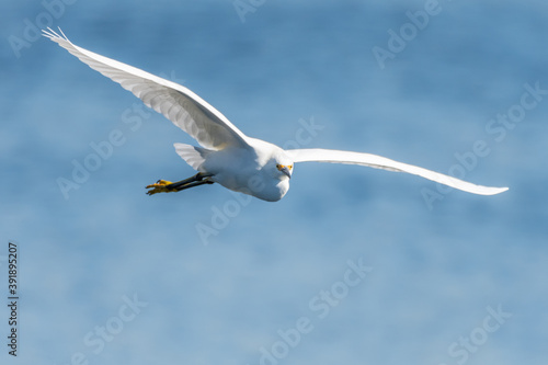 Snowy White Egret showing huge wingspan and eyes focused on the destination of flight with spread wings.