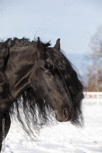 Portrait of a large Frisian adult horse on a white background.