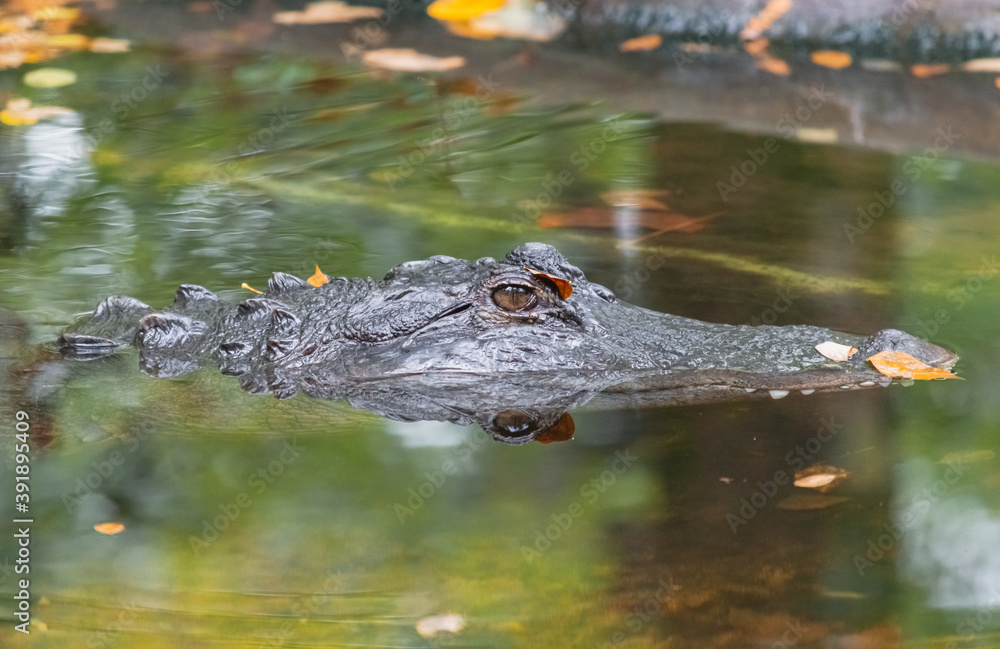 Closeup of an Alligator in the swamp Closeup of an Alligator in the swamp