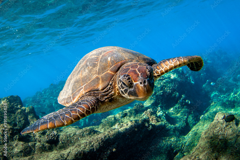 Obraz premium Hawaiian Green sea Turtle cruising in the warm waters of Maui