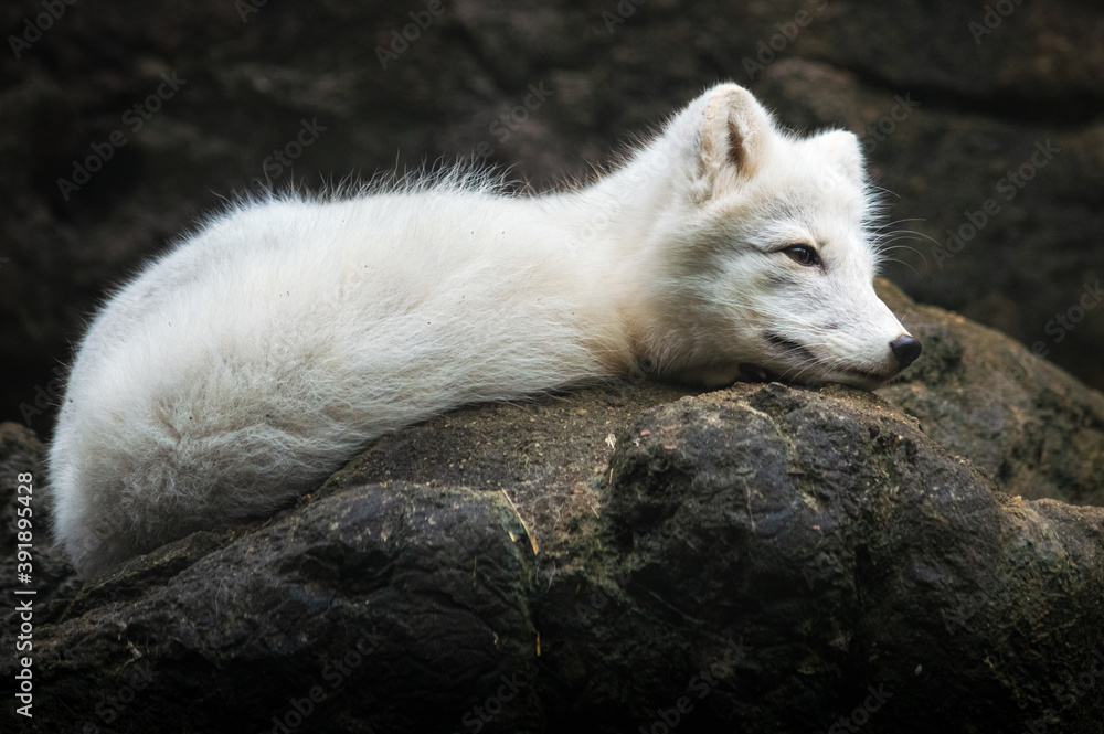 Closeup of an Arctic Fox (Vulpes lagopus), animal present in the north hemisphere, close to polar regions Closeup of an Arctic Fox (Vulpes lagopus), animal present in the north hemisphere, close to polar regions