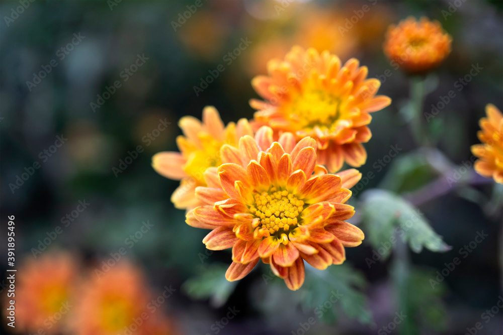 朝露に濡れたオレンジ色の菊の花/Chrysanthemum 朝露に濡れたオレンジ色の菊の花/Chrysanthemum