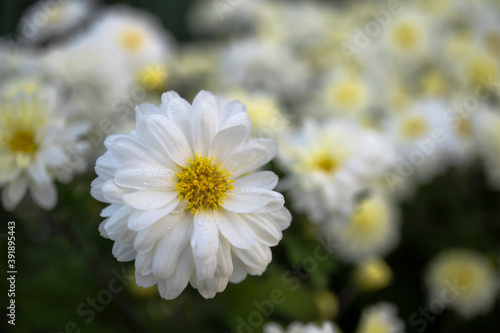                                     Chrysanthemum