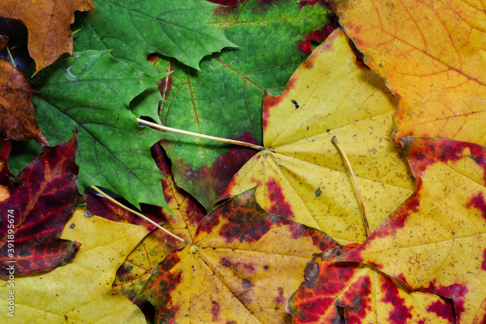 Background from autumn multi colored leaves Background from autumn multi colored leaves