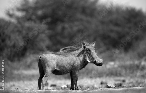 The Common Warthog (phacochoerus africanus) is a wild member of the pig family found in grassland, savanna, and woodland in sub-Saharan Africa.	Black and White