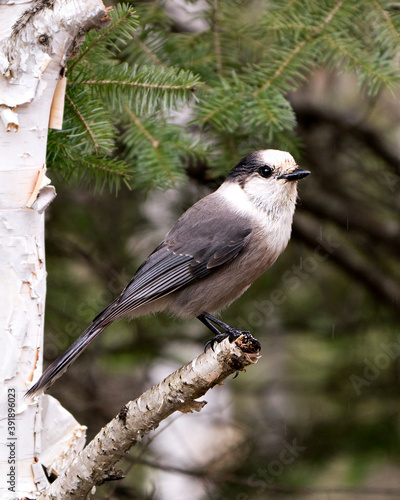 Gray Jay bird photo stock. Gray Jay bird close-up profile view perched on a spruce tree branch with blur background in its environment and habitat displaying feather plumage wings. Image. Picture. 