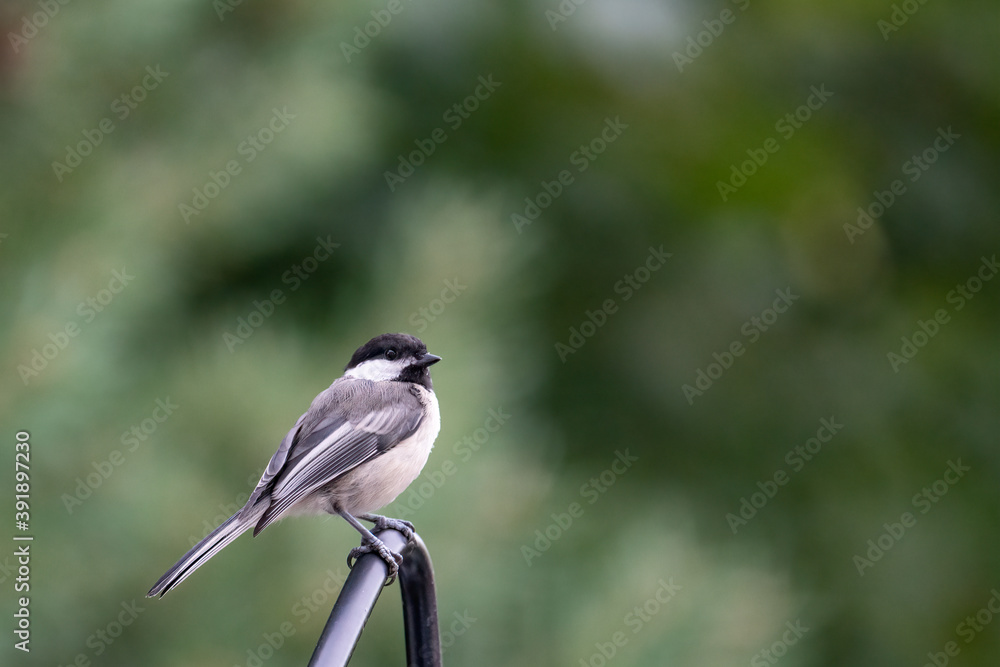 Black-capped chickadee perched Nova Scotia, Canada Black-capped chickadee perched Nova Scotia, Canada