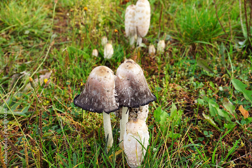 Coprinus comatus, the shaggy ink cap, lawyer's wig, or shaggy mane, is a common fungus often seen growing on lawns and waste areas. Coprinus comatus, the shaggy ink cap, lawyer's wig, or shaggy mane, is a common fungus often seen growing on lawns and waste areas.