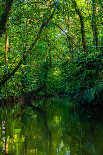 Fototapeta Naklejka Na Ścianę i Meble -  Mangrove forrest of Tortuego national park at Costa Rica