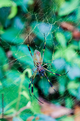 The beautiful flora and fauna of Cahuita national park, Costa Rica