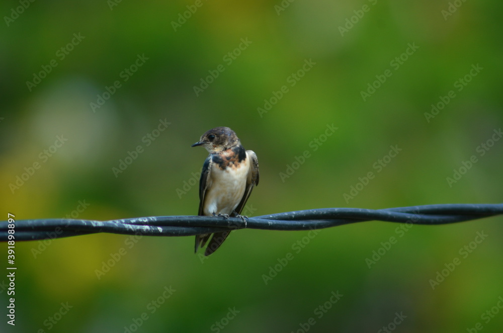 Obraz premium Swallow bird family Hirundinidae on stalk with nature green background