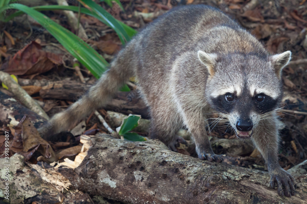 Naklejka premium Cahuita national park