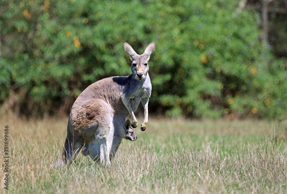 Kangaroo mother with a baby - Victoria, Australia Kangaroo mother with a baby - Victoria, Australia