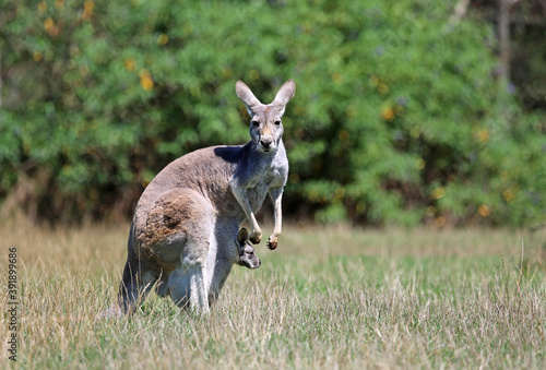 Kangaroo mother with a baby - Victoria, Australia