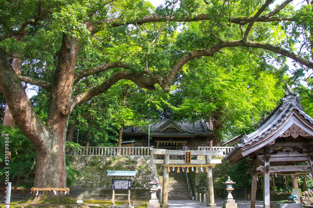 Fototapeta premium 事任八幡宮