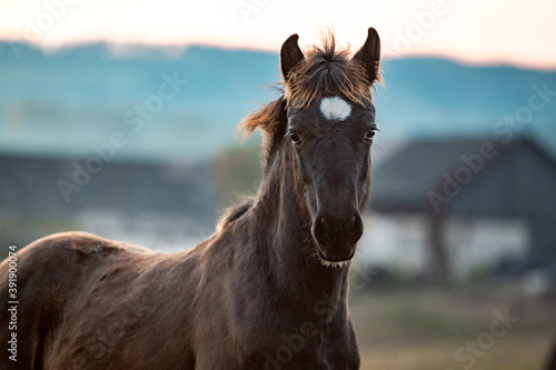 Healthy beautiful chestnut welsh horse pony in autumn season outside on pasture.