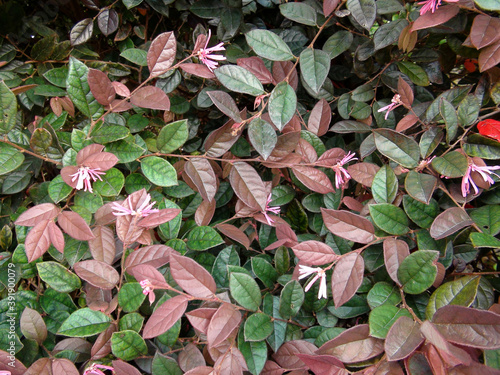 Leaf background picture Green, pink, purple color