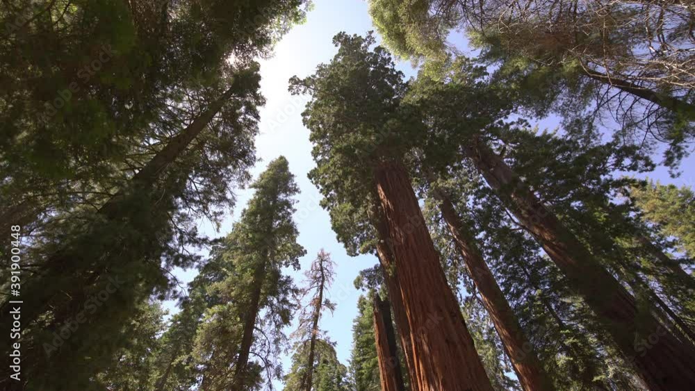 Sequoia Trees In General Grant Grove Sequoia And Kings Canyon National Park 15