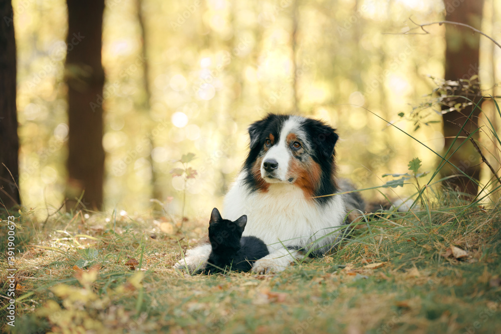  dogs and a black cat. Australian Shepherd in nature. autumn mood