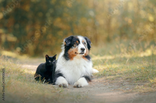 Photography dogs and a black cat. Australian Shepherd in nature. autumn mood