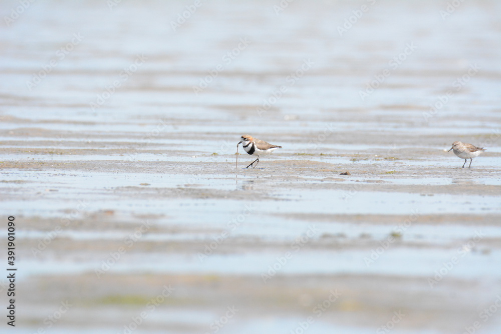 ducks on the beach