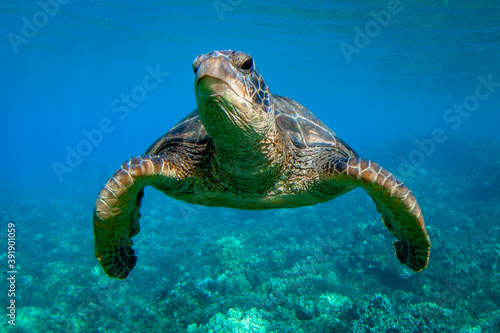 Hawaiian Green sea Turtle cruising in the warm waters of Maui © shanemyersphoto