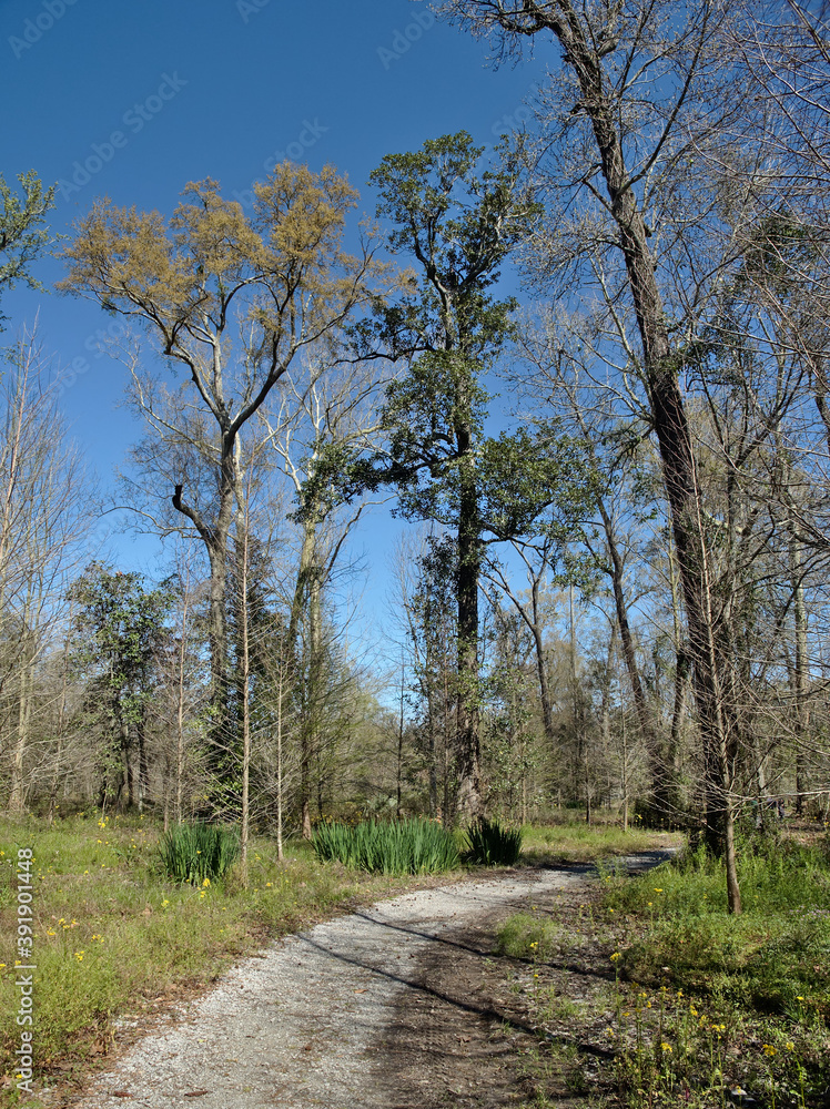 View of the Burden Woods Park in Baton Rouge, Louisiana, USA