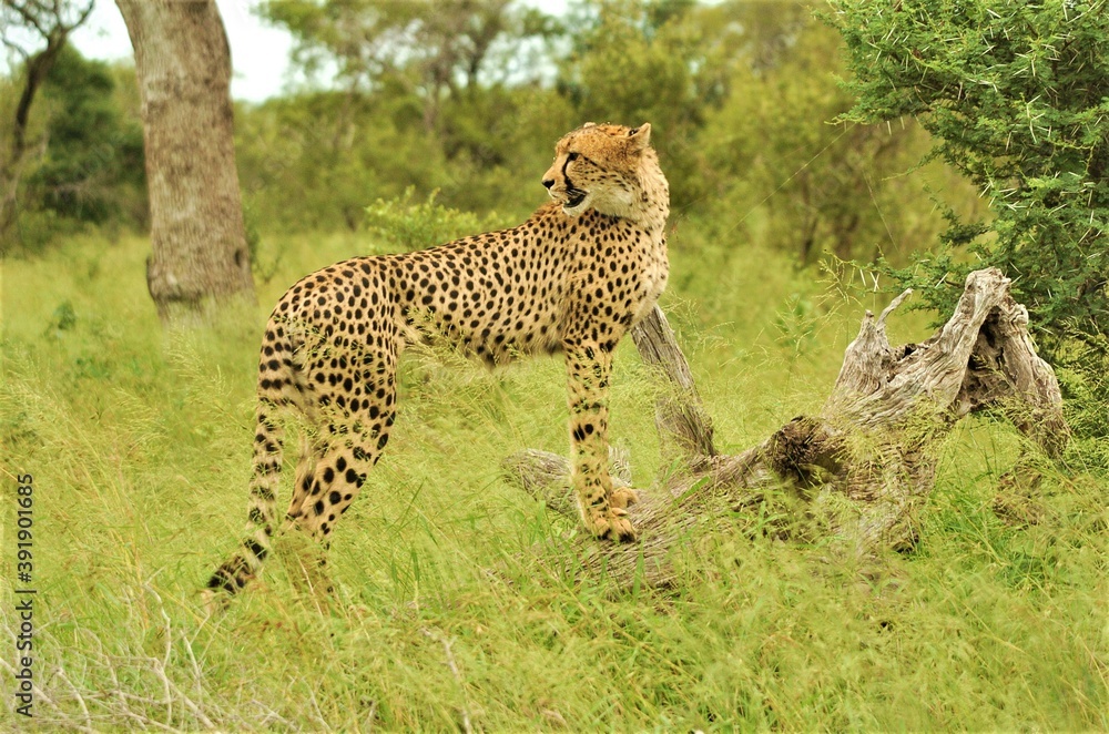 Naklejka premium Cheetah