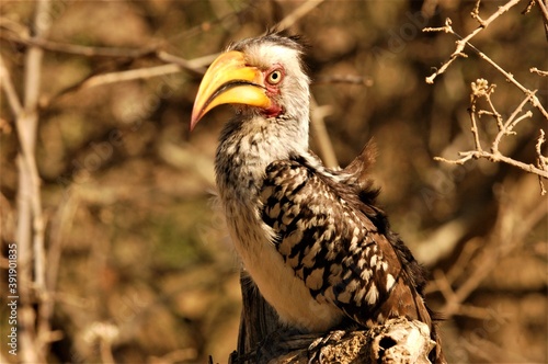 Yellowbilled hornbill  photo