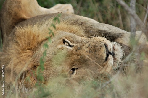 Lion after kill