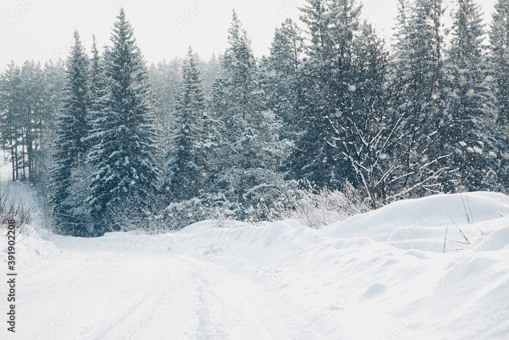 Fototapeta premium snow covered trees in winter