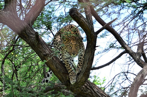 Leopard in tree