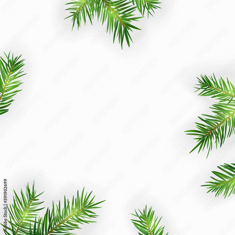 Pine tree branches isolated on white. Pine tree branches isolated on white.