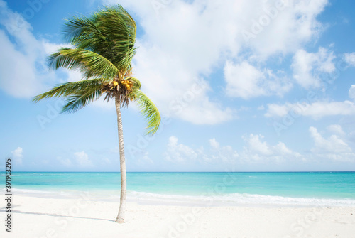 Fototapeta Naklejka Na Ścianę i Meble -  beautiful Caribbean beach in the Riviera Maya with a palm tree and a turquoise sea