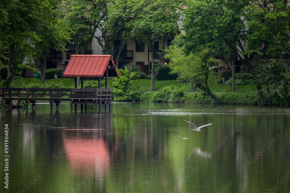 Fototapeta premium Great blue heron in flight