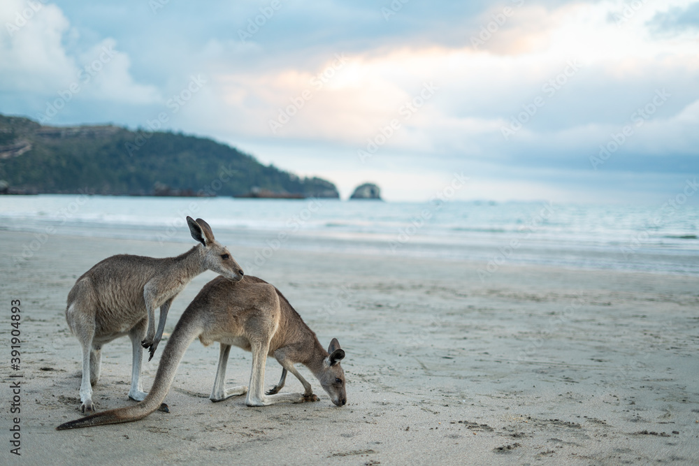 Kangaroo's on the beach Kangaroo's on the beach