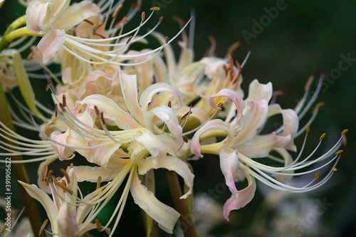 close up of flower white spider lily