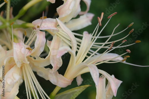 close up of a flower white spider lily