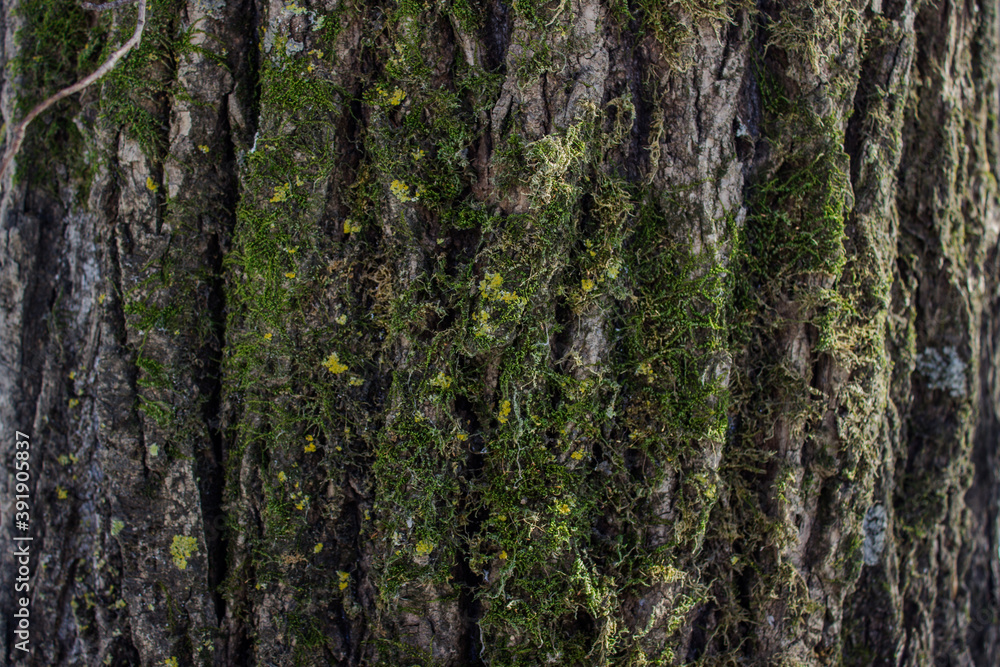 wood texture with green moss. Wood background for design. wood texture with green moss. Wood background for design.