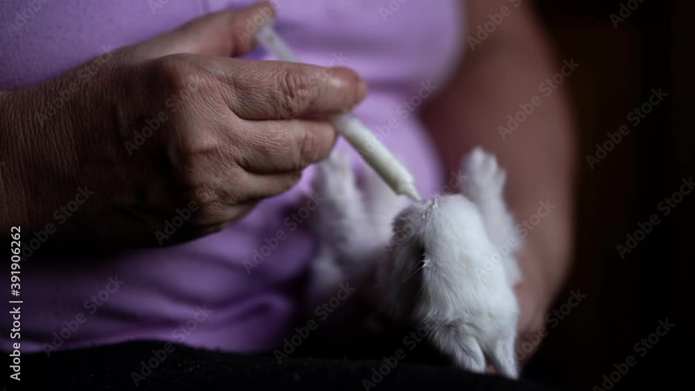 Older caucasian woman feeding motherless baby rabbit with milk in the syringe. Older caucasian woman feeding motherless baby rabbit with milk in the syringe.