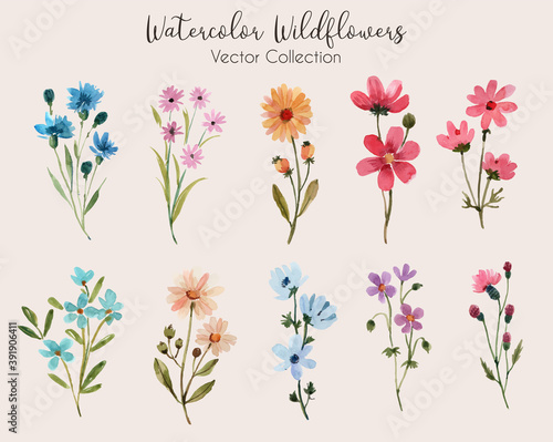 Fototapeta Naklejka Na Ścianę i Meble -  Watercolor Wildflowers Vector Collection