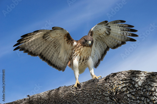 Red-tailed hawk (Buteo jamaicensis) landing on a tree branch wings wide open. Blue sky background. 