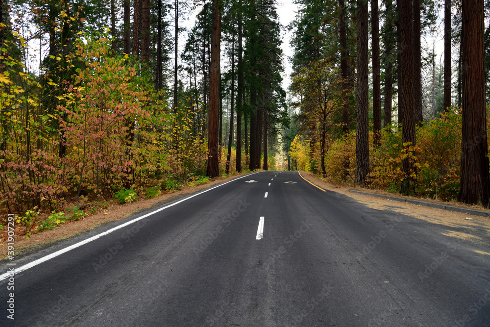 Yosemite at Fall 2020, colorful trees and Bushes 