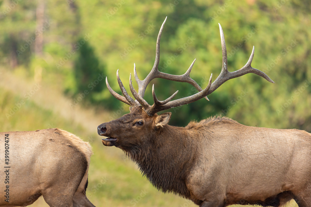Bull elk checking what cows are in heat Bull elk checking what cows are in heat