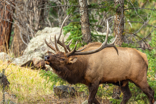 Rocky mountain bull elk © Michael