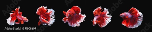 series of moving action of red and white half moon siamese betta fish or betta splendens fighting fish isolated on black background. with clipping path