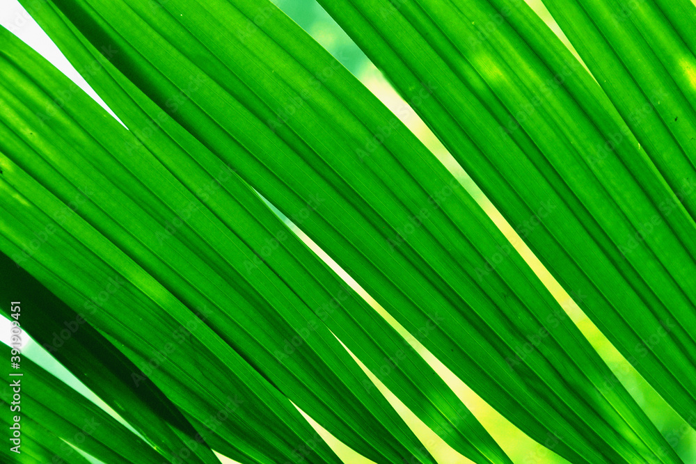 green leaf texture background green leaf texture background